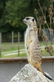 Meerkat, suricat, standing vertical, looks around funny