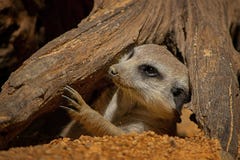 Meerkat, suricata, mammifero, ritratto, animale fotografie stock libere da diritti Meerkat, suricata, mammifero, ritratto, animale fotografie stock libere da diritti