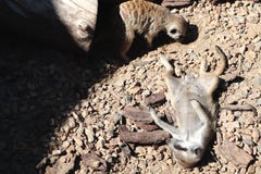 Meerkat Suricata suricatta, Afrykański rodzimy zwierzę, mały carnivore należy mangusty rodzina zdjęcia stock Meerkat Suricata suricatta, Afrykański rodzimy zwierzę, mały carnivore należy mangusty rodzina zdjęcia stock