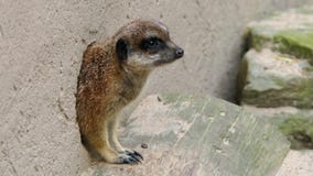 Meerkat που βγαίνει από την τρύπα στοκ εικόνες Meerkat που βγαίνει από την τρύπα στοκ εικόνες