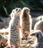 Meerkatfamilie op het vooruitzicht royalty-vrije stock fotografie Meerkatfamilie op het vooruitzicht royalty-vrije stock fotografie