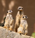 Meerkats Royalty Free Stock Photos