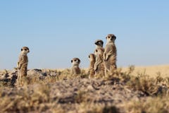 Meerkats die opstaan stock afbeeldingen Meerkats die opstaan stock afbeeldingen
