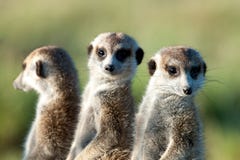 Meerkats w Afryka, trzy ślicznego meerkats chroni, Botswana, Afryka Meerkats w Afryka, trzy ślicznego meerkats chroni, Botswana, Afryka