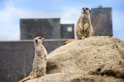meerkatssuricata arkivfoton meerkatssuricata arkivfoton