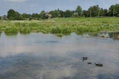 Meerkoet, евроазиатская простофиля, atra Fulica стоковое изображение rf Meerkoet, евроазиатская простофиля, atra Fulica стоковое изображение rf