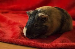 Meerschweinchen auf roter Decke stockfotos Meerschweinchen auf roter Decke stockfotos