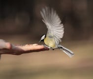 Mees op hand stock foto Mees op hand stock foto