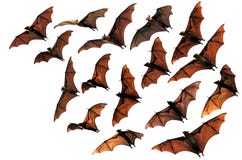 Megabat de raposa de voo no céu foto de stock Megabat de raposa de voo no céu foto de stock