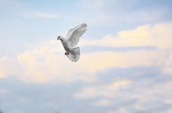 Meio do ar de direção do voo do pombo da pena branca contra azul bonito imagens de stock Meio do ar de direção do voo do pombo da pena branca contra azul bonito imagens de stock