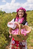 Meisje die Bulgaarse roze rozen in een tuin plukken royalty-vrije stock afbeelding Meisje die Bulgaarse roze rozen in een tuin plukken royalty-vrije stock afbeelding