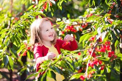 Meisje het plukken kers in fruittuin royalty-vrije stock afbeelding Meisje het plukken kers in fruittuin royalty-vrije stock afbeelding
