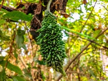 Mela di balsamo che pende da un albero fotografia stock libera da diritti Mela di balsamo che pende da un albero fotografia stock libera da diritti