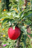 Mela rossa immagini stock libere da diritti Mela rossa immagini stock libere da diritti