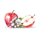 Mela rossa disegnata a mano dell'acquerello Illustrazione naturale isolata della frutta dell'alimento di eco su fondo bianco Vett illustrazione vettoriale Mela rossa disegnata a mano dell'acquerello Illustrazione naturale isolata della frutta dell'alimento di eco su fondo bianco Vett illustrazione vettoriale