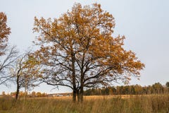 Melancholic ландшафт осени Почти безлистное сиротливое дерево на увядая поле в пасмурном вечере стоковые изображения Melancholic ландшафт осени Почти безлистное сиротливое дерево на увядая поле в пасмурном вечере стоковые изображения