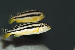 Melanochromis Auratus Stock Photos