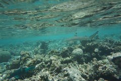 Melanopterus del Carcharhinus dello squalo della scogliera di Blacktip fotografie stock Melanopterus del Carcharhinus dello squalo della scogliera di Blacktip fotografie stock