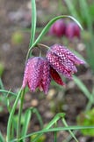 Meleagris de Fritillaria, fleurs de ressort photos libres de droits Meleagris de Fritillaria, fleurs de ressort photos libres de droits