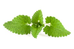Melissa leaf or lemon balm isolated on white background royalty free stock photo Melissa leaf or lemon balm isolated on white background royalty free stock photo