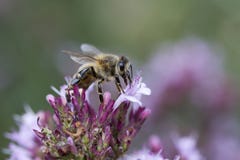 Mellifera Apis μελισσών μελιού Oregano Origanum στο laevigatum ` εδώ Στοκ Φωτογραφία Mellifera Apis μελισσών μελιού Oregano Origanum στο laevigatum ` εδώ Στοκ Φωτογραφία