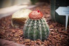 Melocactusen med cephaliumen, kaktus i trädgård har en brun sten omkring, kakturs, cactaceaen, suckulenten, trädet, tolerant växt arkivfoton Melocactusen med cephaliumen, kaktus i trädgård har en brun sten omkring, kakturs, cactaceaen, suckulenten, trädet, tolerant växt arkivfoton