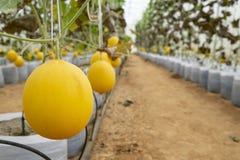 Melons dans la ferme de serre chaude Jeune pousse des melons s'élevant aux usines de serre chaude, de jaune, de melons ou de melo photographie stock Melons dans la ferme de serre chaude Jeune pousse des melons s'élevant aux usines de serre chaude, de jaune, de melons ou de melo photographie stock