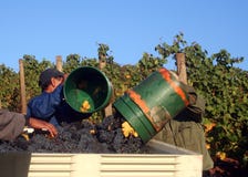 Men Dumping Buckets Of Grapes Stock Images