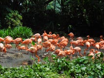 Menge von rosa Flamingos stockfoto Menge von rosa Flamingos stockfoto