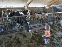 A menina alimenta a grama secada às vacas preto e branco do Holstein dentro da exploração agrícola Imagens de Stock Royalty Free A menina alimenta a grama secada às vacas preto e branco do Holstein dentro da exploração agrícola Imagens de Stock Royalty Free