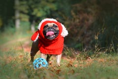 Menina de sorriso engraçada do cão do buldogue francês da jovem corça com laço vermelho do inverno com as orelhas do coelho na fl foto de stock Menina de sorriso engraçada do cão do buldogue francês da jovem corça com laço vermelho do inverno com as orelhas do coelho na fl foto de stock