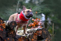Menina do cão do buldogue francês com o lenço vermelho do inverno em torno da posição do pescoço na pilha de troncos de árvore na foto de stock Menina do cão do buldogue francês com o lenço vermelho do inverno em torno da posição do pescoço na pilha de troncos de árvore na foto de stock