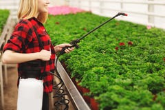 A menina pulveriza as plantas Menina que trabalha nas estufas Plantas do adubo imagem de stock A menina pulveriza as plantas Menina que trabalha nas estufas Plantas do adubo imagem de stock