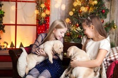Meninas bonitos que guardam cachorrinhos de Labrador fotografia de stock Meninas bonitos que guardam cachorrinhos de Labrador fotografia de stock