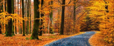 Mening van asfaltweg in mooi gouden beukbos tijdens de herfst Mening van asfaltweg in mooi gouden beukbos tijdens de herfst