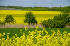 Mening van verkrachtingsgebied met landschap met bomen en jonge korrel onder blauwe hemel royalty-vrije stock afbeelding Mening van verkrachtingsgebied met landschap met bomen en jonge korrel onder blauwe hemel royalty-vrije stock afbeelding
