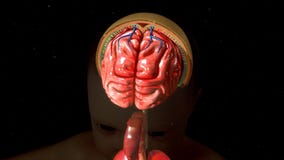 Meninges and brain