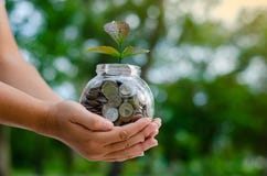 Menniczy drzewny Szklany słój rośliny dorośnięcie od monet na zewnątrz szklanego słoju pieniądze inwestycji i oszczędzania pienię zdjęcia stock Menniczy drzewny Szklany słój rośliny dorośnięcie od monet na zewnątrz szklanego słoju pieniądze inwestycji i oszczędzania pienię zdjęcia stock