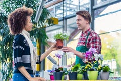 Mens die aan een klant luisteren terwijl het werken als kassier in een moderne bloemwinkel royalty-vrije stock afbeelding Mens die aan een klant luisteren terwijl het werken als kassier in een moderne bloemwinkel royalty-vrije stock afbeelding