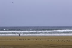 Mens die op een strand met zeemeeuwen lopen stock afbeeldingen Mens die op een strand met zeemeeuwen lopen stock afbeeldingen