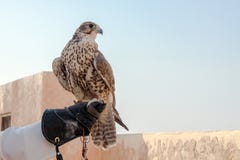 Mens die zijn valk houden alvorens het te gebruiken om in de woestijn te jagen royalty-vrije stock fotografie Mens die zijn valk houden alvorens het te gebruiken om in de woestijn te jagen royalty-vrije stock fotografie