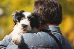 Mens en zijn puppy in openlucht stock afbeeldingen Mens en zijn puppy in openlucht stock afbeeldingen