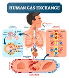 Menschliche Gaswechselkurssystem-Vektorillustration Sauerstoffreise von Lungen zu Herz, zu allen Körperzellen und zurück zu Lunge stock abbildung Menschliche Gaswechselkurssystem-Vektorillustration Sauerstoffreise von Lungen zu Herz, zu allen Körperzellen und zurück zu Lunge stock abbildung