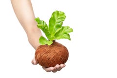 Menschliche Hand, die junge Grünpflanze auf den Töpfen hält stockfotos Menschliche Hand, die junge Grünpflanze auf den Töpfen hält stockfotos