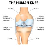 Menschliche Knieanatomie Menschliche Knieanatomie