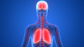 Menschliche Organ-Lungen und Gehirn mit Nervensystem-Anatomie vektor abbildung Menschliche Organ-Lungen und Gehirn mit Nervensystem-Anatomie vektor abbildung