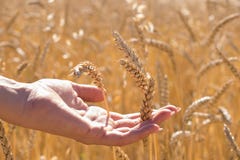 Menselijke hand onder gouden rijpe tarweaartjes op gebied, nieuw gewas, middagzon stock fotografie Menselijke hand onder gouden rijpe tarweaartjes op gebied, nieuw gewas, middagzon stock fotografie