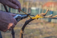 Mensen bindende wijnstokken die oude methode gebruiken Stock Foto Mensen bindende wijnstokken die oude methode gebruiken Stock Foto
