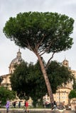 Mensen, bomen en roman architectuurgebouwen in Rome, Italië royalty-vrije stock afbeelding Mensen, bomen en roman architectuurgebouwen in Rome, Italië royalty-vrije stock afbeelding