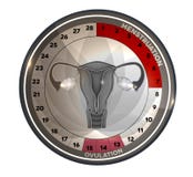 Menstrual cycle calendar reproductive system